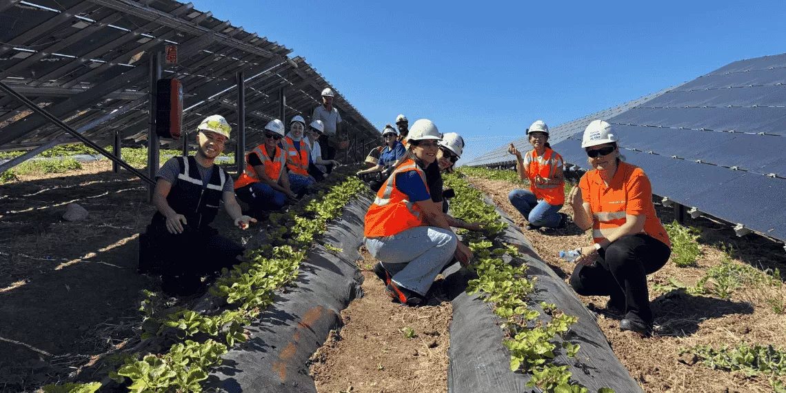 Güneş panelleri altında tarım yapan üretici ve yeşil enerji konsepti