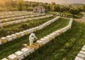 2026 arıcılık hibe desteği kapsamında modern bir Türkiye arı çiftliği