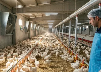 KOSGEB dijitalleşme desteği kapsamında modernize edilmiş küçük ölçekli tavuk çiftliği içi; akıllı sensörler ve hijyenik kümes ortamında broiler tavuklar.