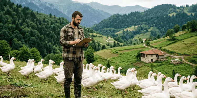 TKDK kaz çiftliği hibe desteği 2026 — genç çiftçi açık alanda kaz sürüsünü izliyor IPARD III M1 tedbiri kanatlı hayvan yetiştiriciliği başvuru rehberi
